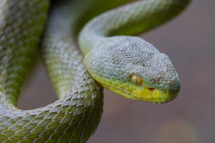 Close up Yellow-lipped Green Pit Viper snake (Trimeresurus trigonocephalus) in nature from Thailand