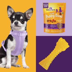 Chihuahua wearing a purple harness sits; packaged puppy treats and a yellow chew toy are nearby, set against colorful yellow and purple backgrounds.