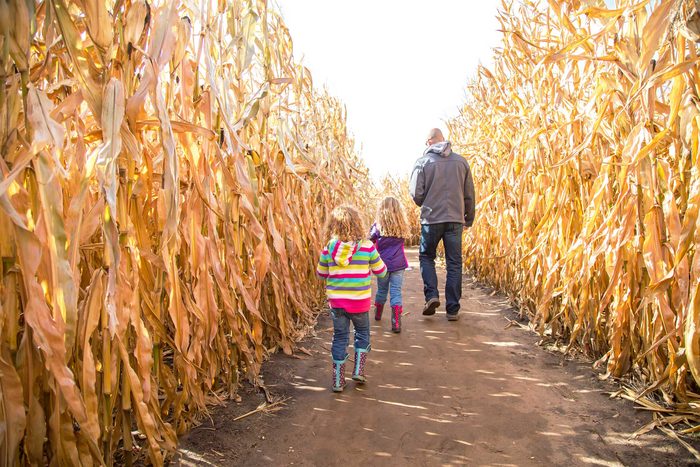 corn maze