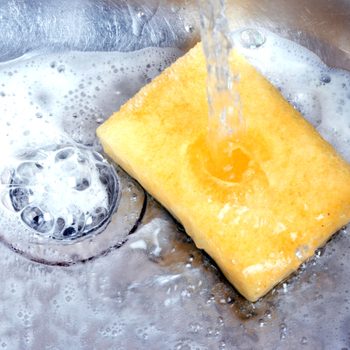 sponge