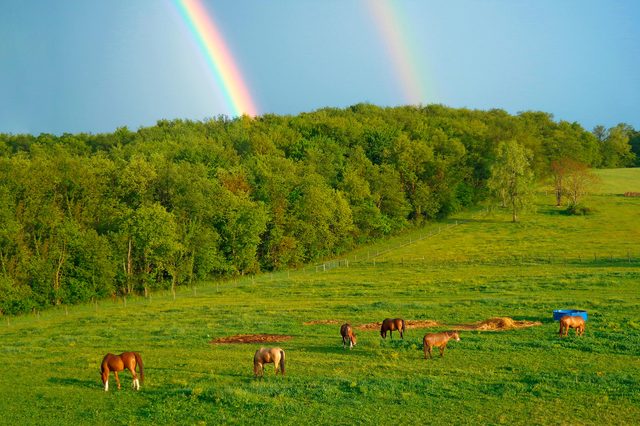Rainbow