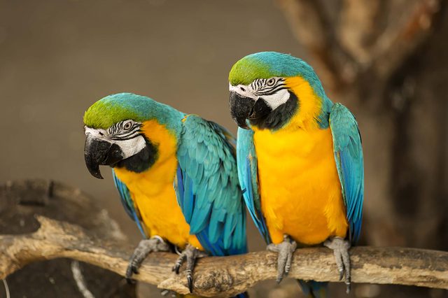 birds