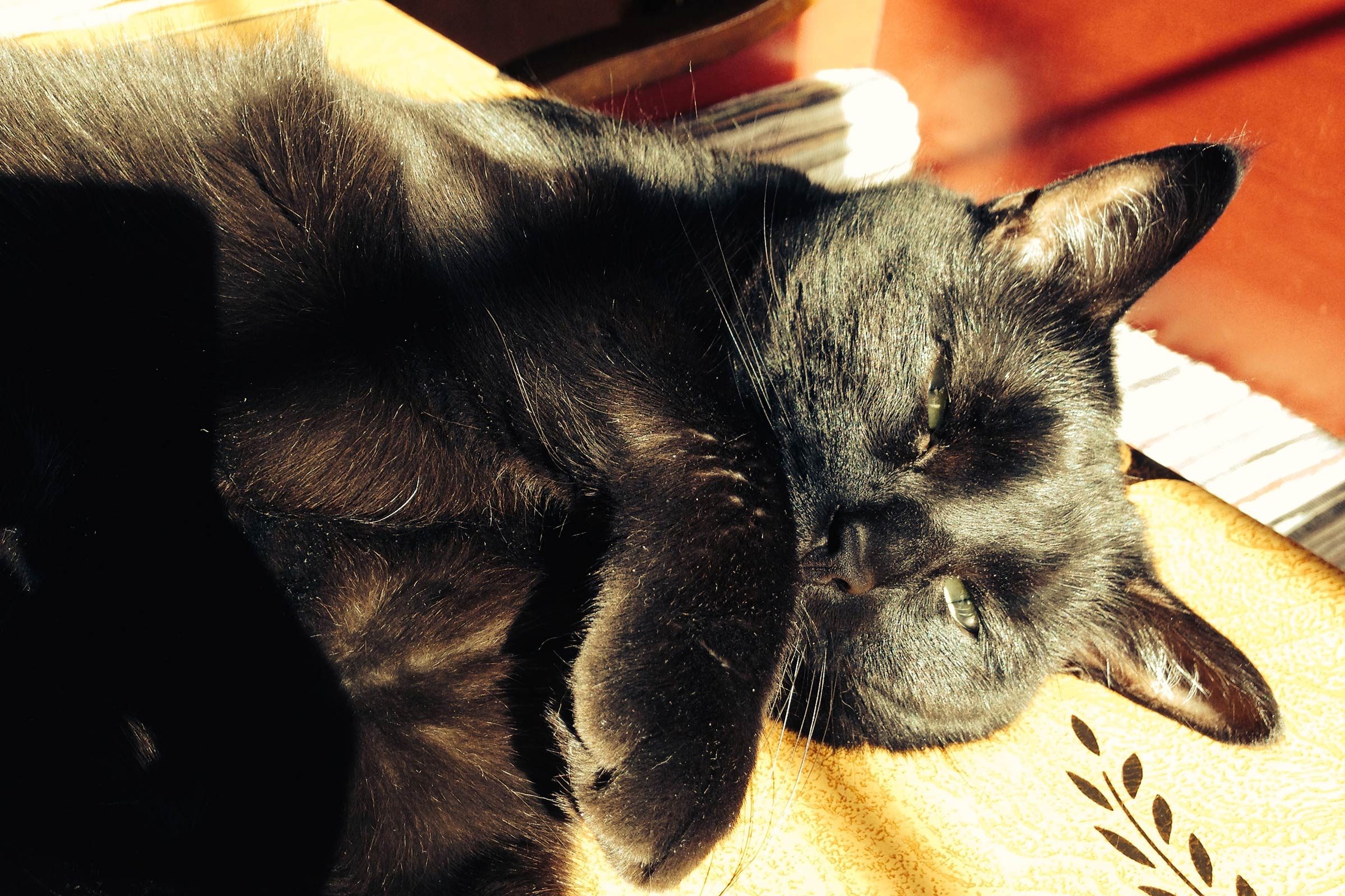 Annie the cat