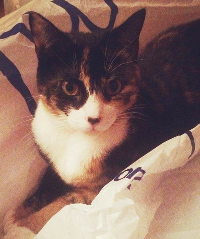 wide-eyed cat