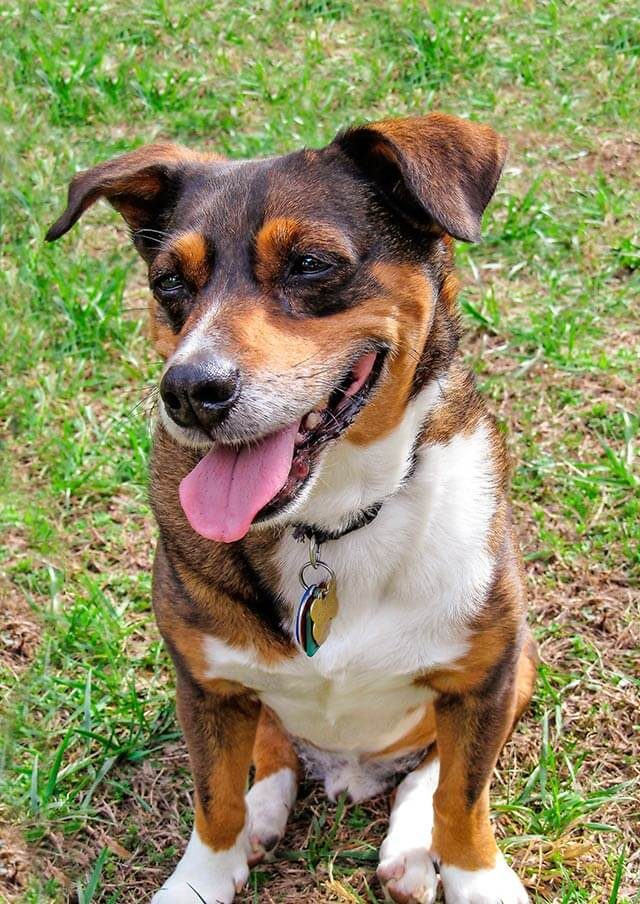 smiling dog