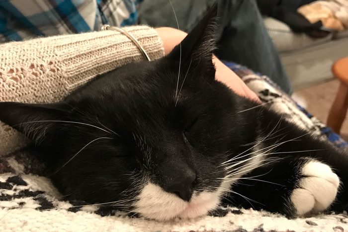 sleeping cat