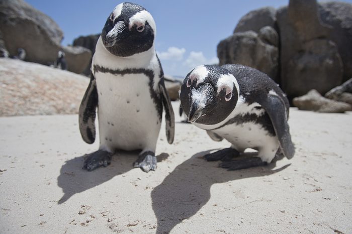 African Penguins