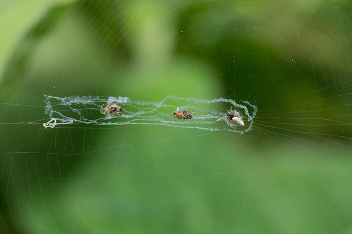Web of Cyclosa Spider (Cyclosa sp.)
