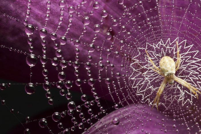 white spider