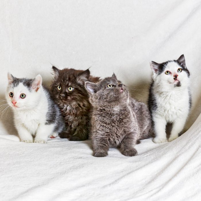 Four cats on a white sheet