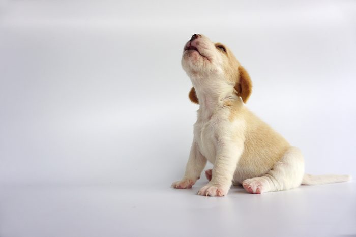 Adorable beagle white brown color is howl and look on above. And he sit with 2 back leg infront an isolate white background. There has copy space for text. Dog on white screen.