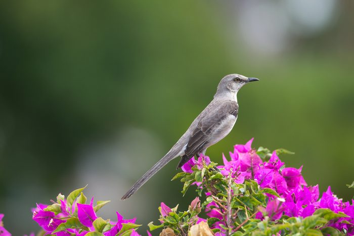 Northern Mockingbird, state bird of Arkansas, Florida, Mississippi, Tennessee and Texas, member of the Mimidae family.