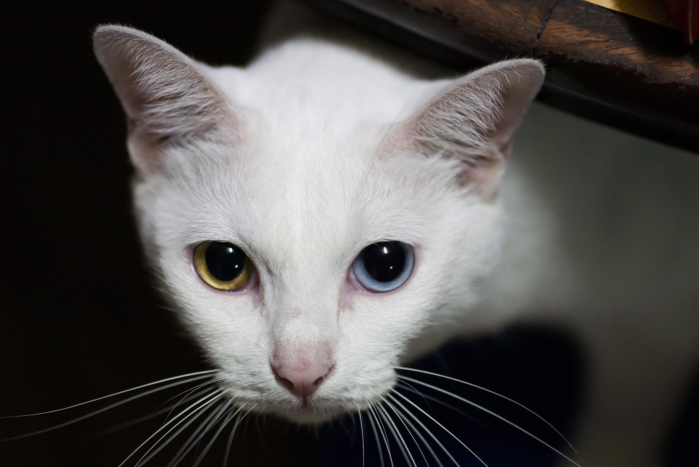 Khao Manee cat