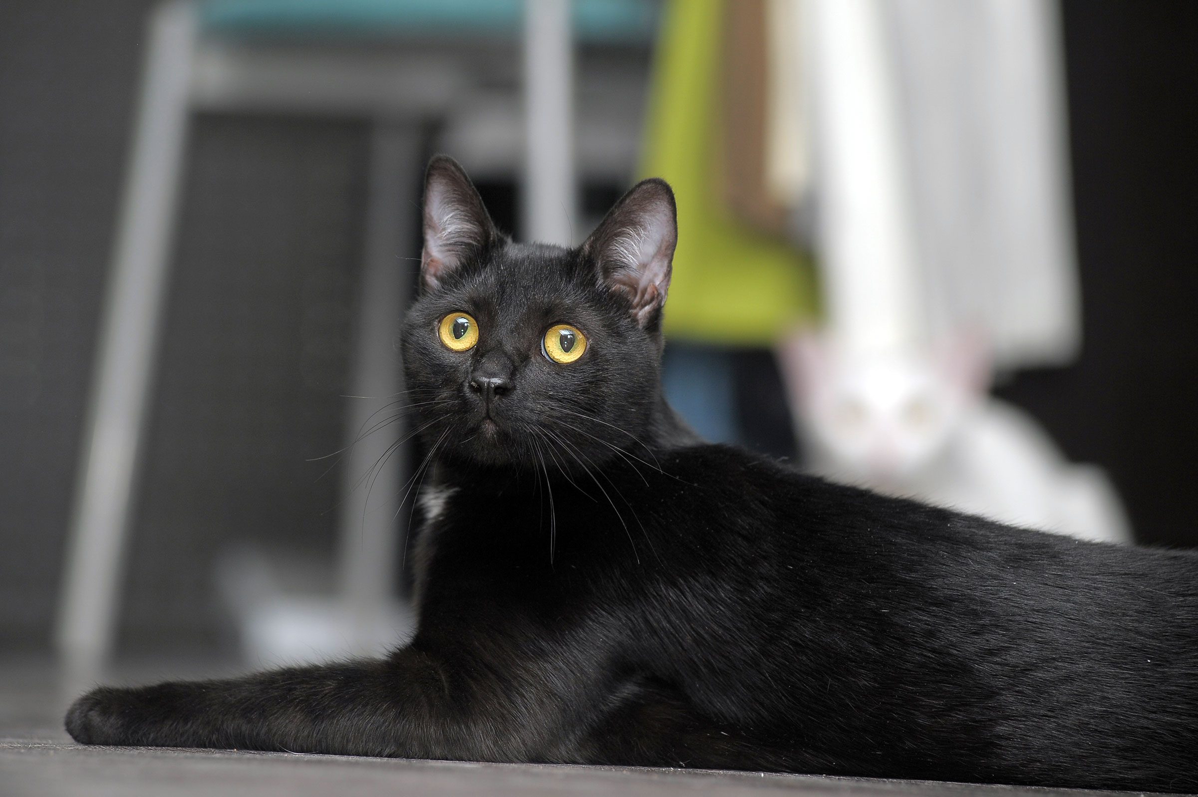 cute black bombay cat with bright yellow eyes