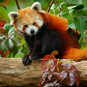 Red panda rests on a tree log, surrounded by vibrant green and red foliage in a forest setting.
