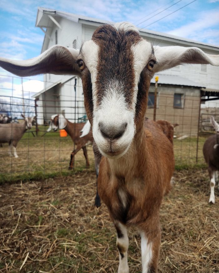goat close up