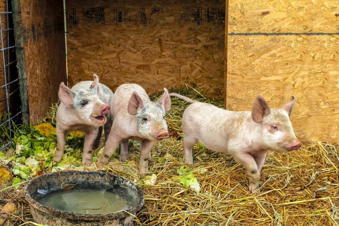 three pigs