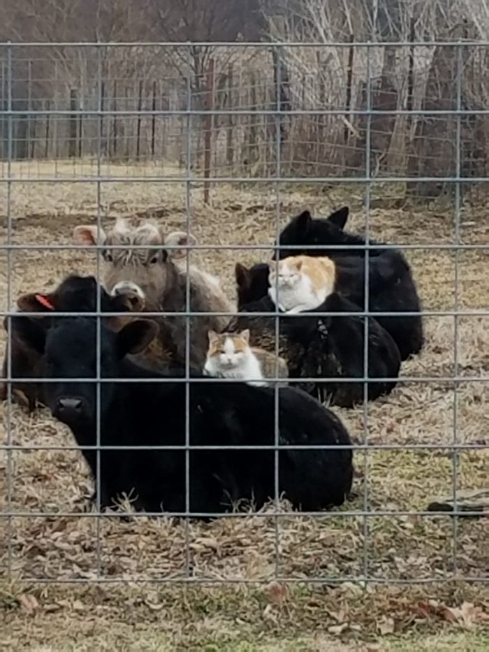 cows sit in the grass; two of the cows each have a cat sitting on their backs