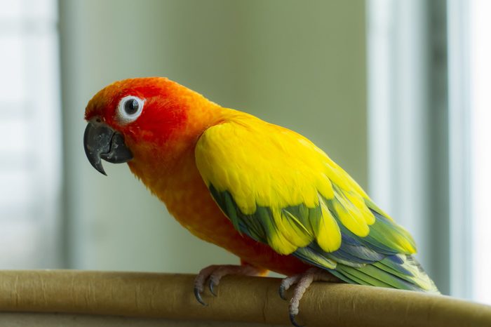 Closeup sun conure or sun Parakeets (Aratinga solstitialis)