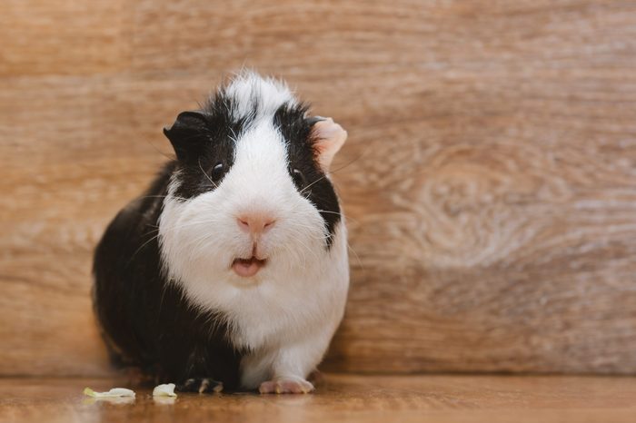Little black and white guinea eating cabbage leaf.