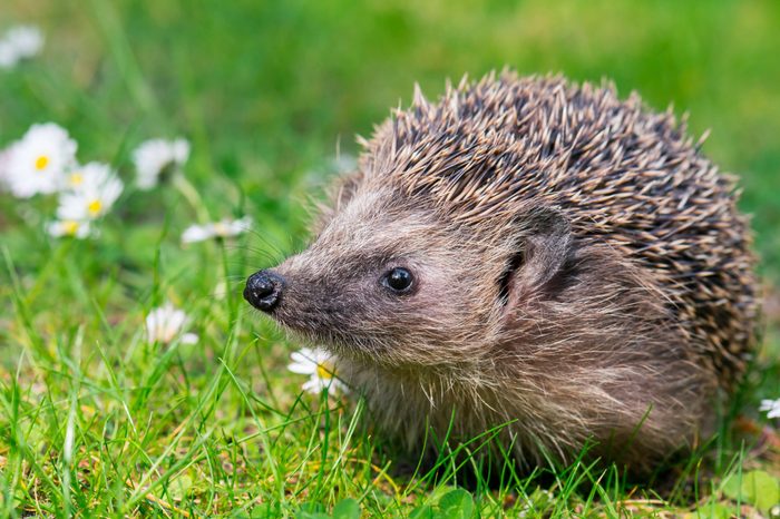 West european hedgehog (Erinaceus europaeus) on a green meadow