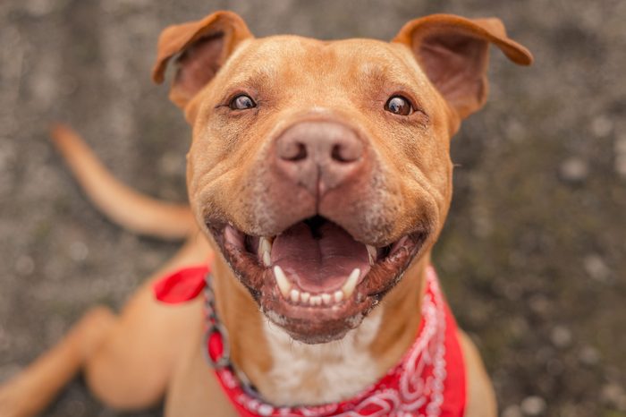 Bubba, a dog I photographed for a Northern California animal shelter, finally found his home after spending the better part of a year in a kennel. He is free!