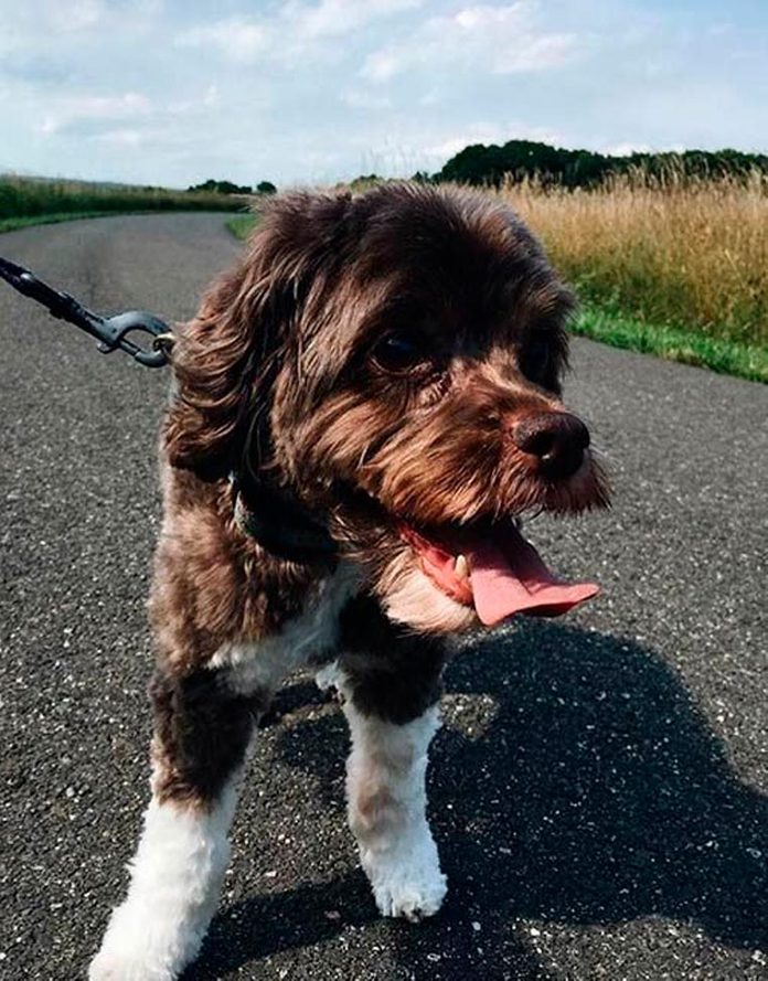 dog on a leash