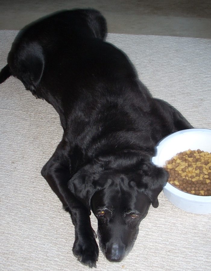 colby the dog