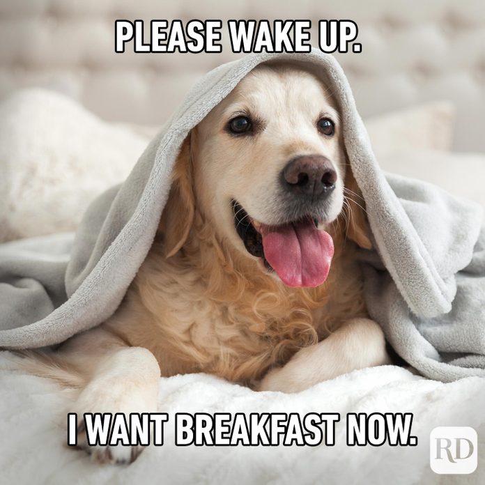 Dogmeme9