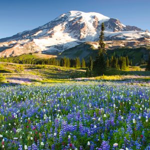 Snow-capped mountain stands serenely, towering over a vibrant meadow of colorful wildflowers under a clear blue sky.