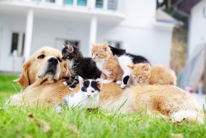 Dog and little cats are lying outdoor.