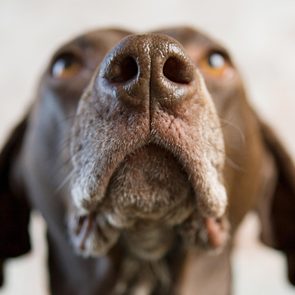 Dog's snout close-up, sniffing curiously, against a blurred neutral background.