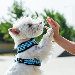 A small white dog gives a high-five to a human hand outdoors, wearing a blue checkered harness.