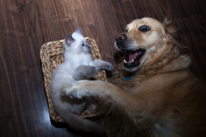 3 leg Golden Retriever with her little friendly ragdoll cat