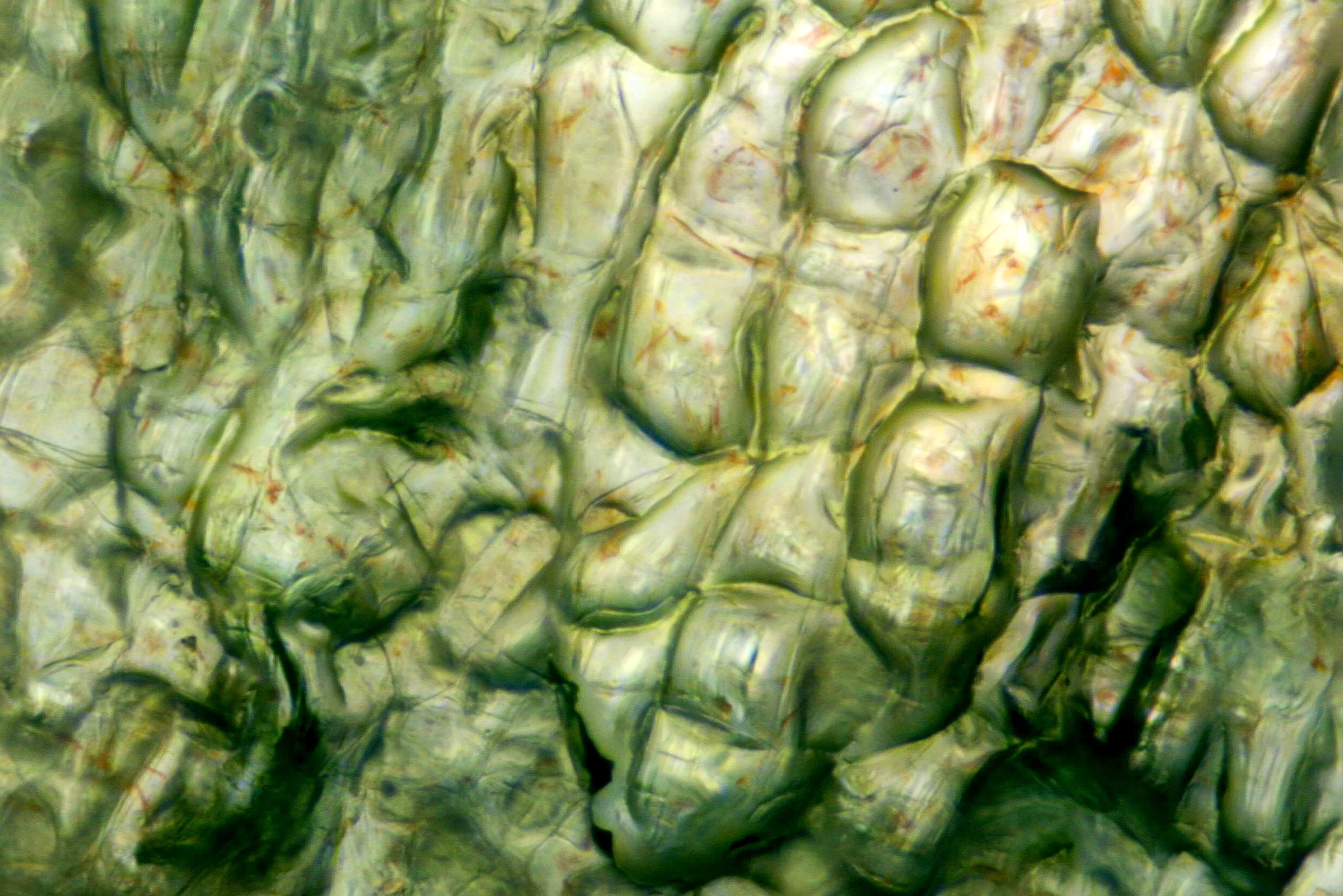 Close up of a carrot under the microscope