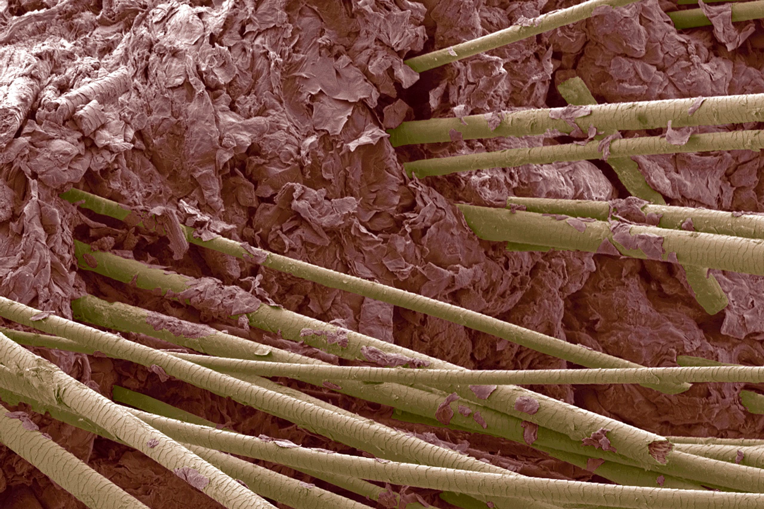 Human hair, close-up