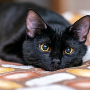 Black cat lies resting on a patterned blanket with a relaxed, observant gaze.