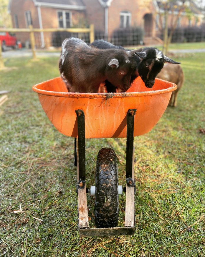 goat friends playing