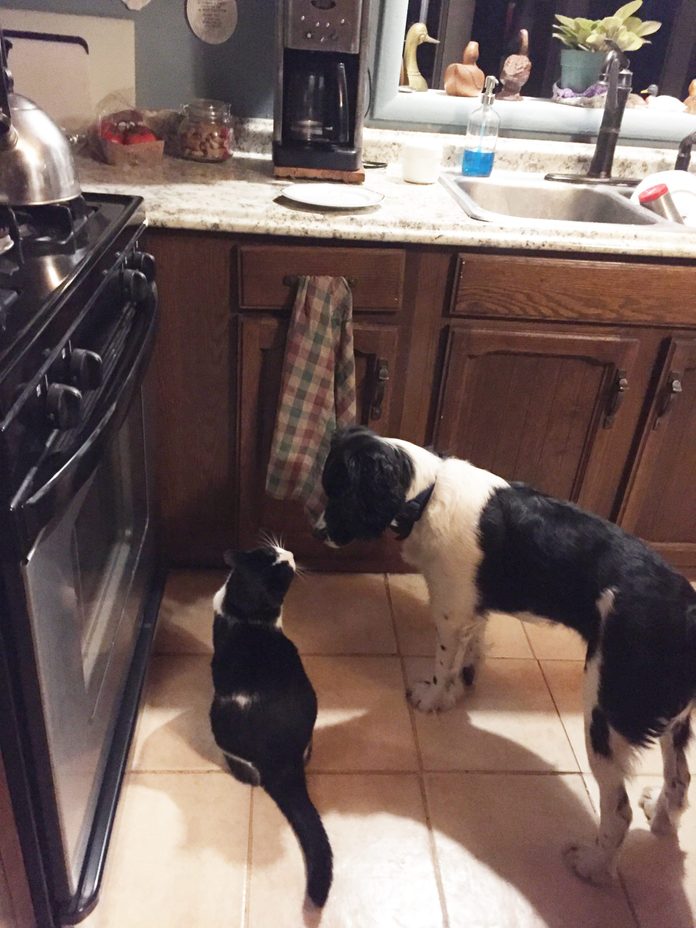 cat and dog friends