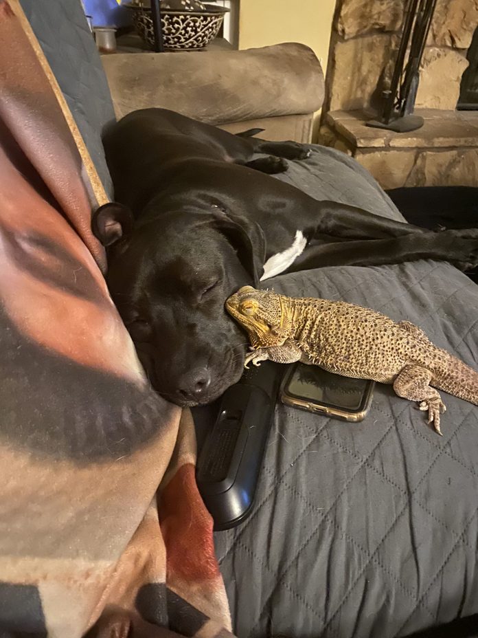 dog and cat friends