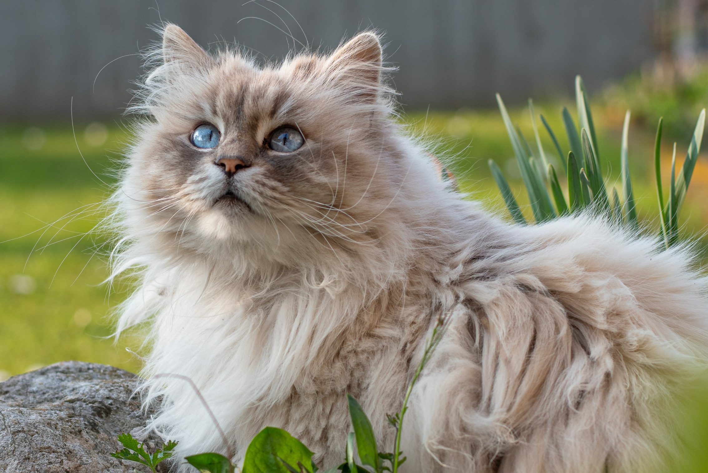 19 Cutest Cat Breeds You’ll Want to Adopt