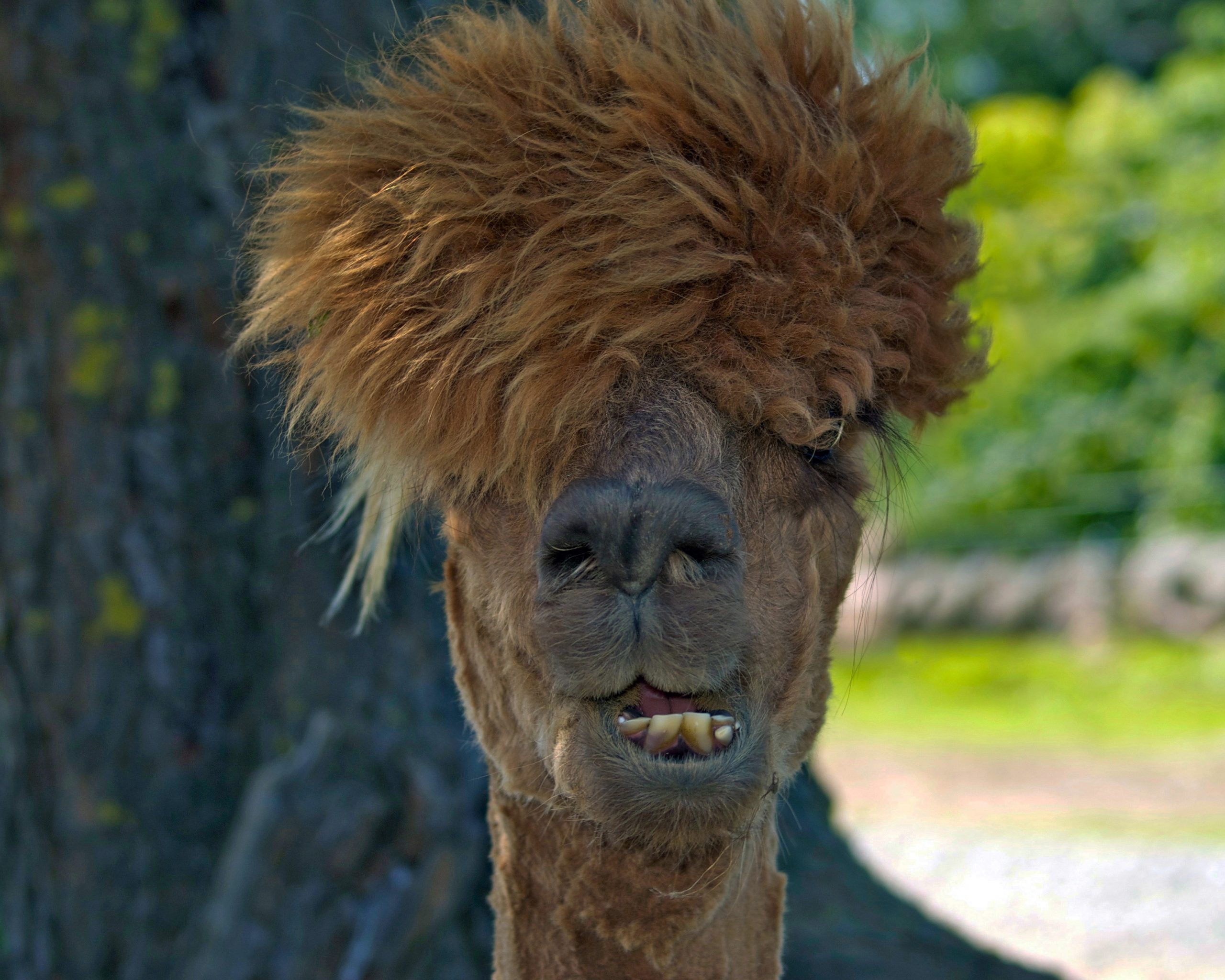 Bad Hair Day