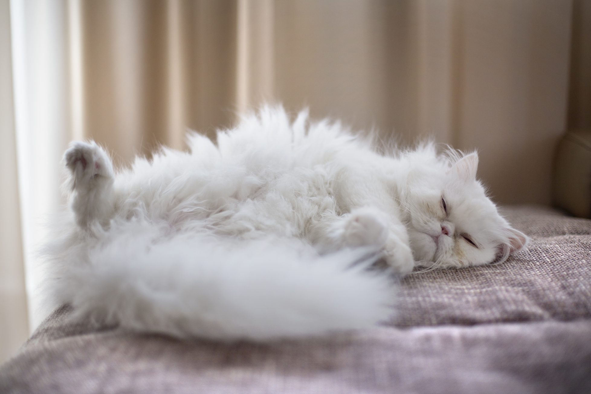 White Persian Cat lying on back