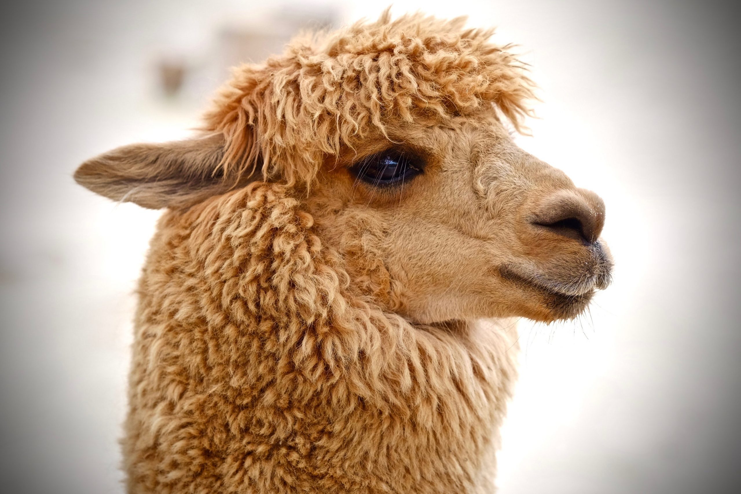 Close-Up Of Alpaca