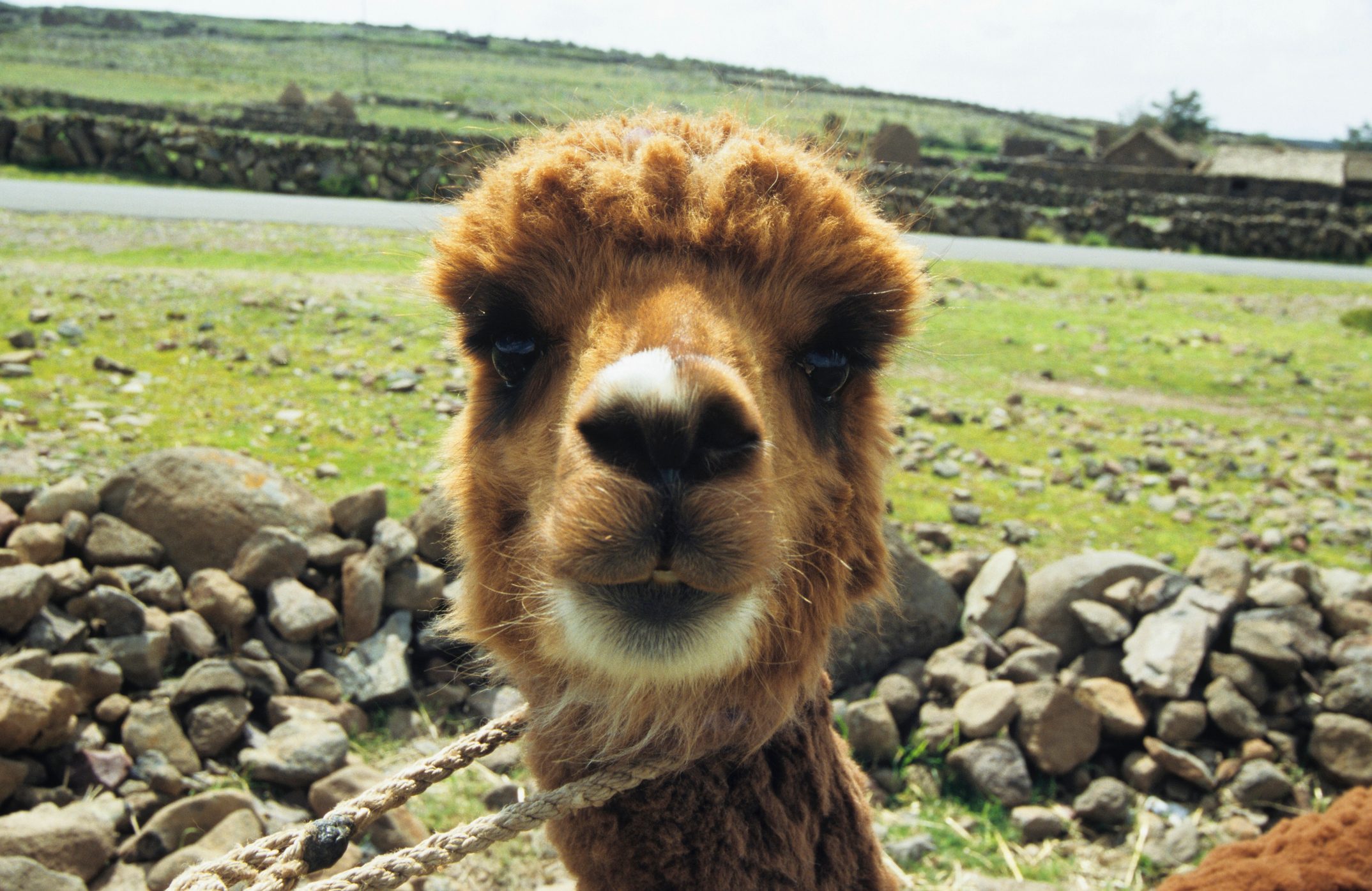 Alpaca