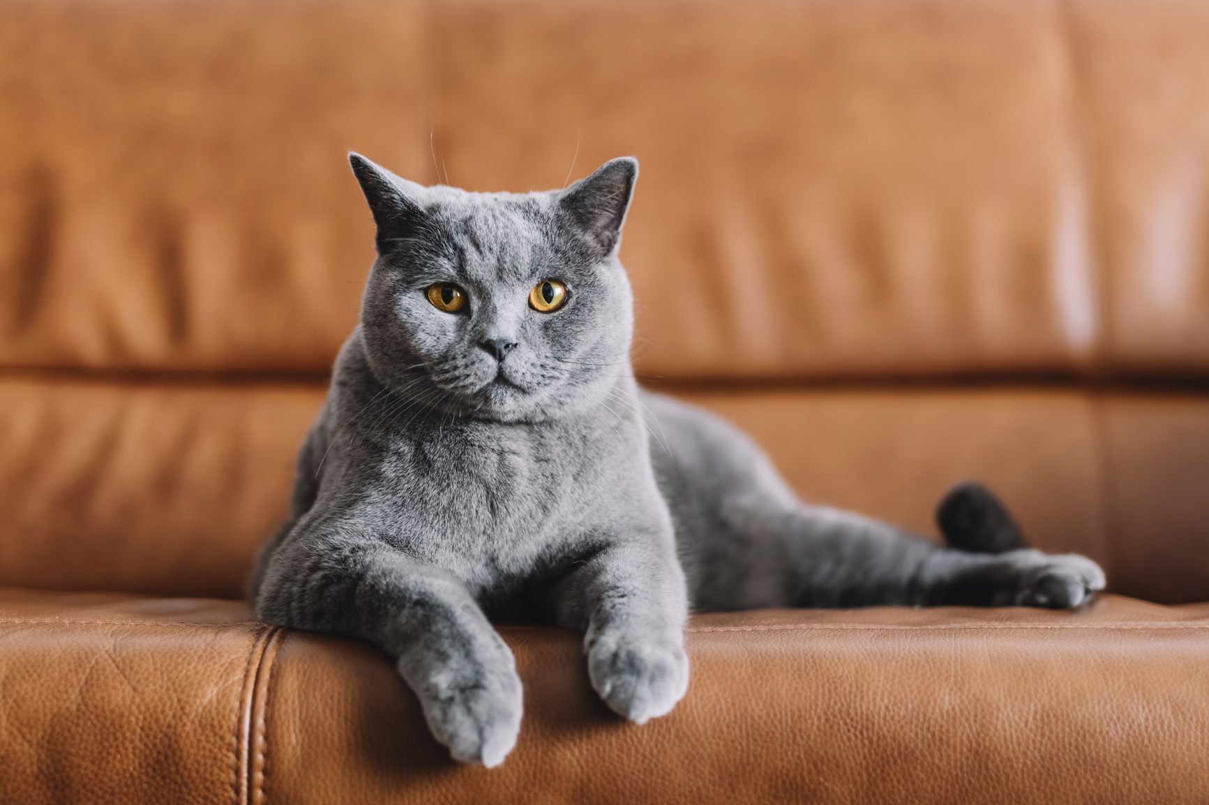 Chartreux cat relaxing on sofa at home