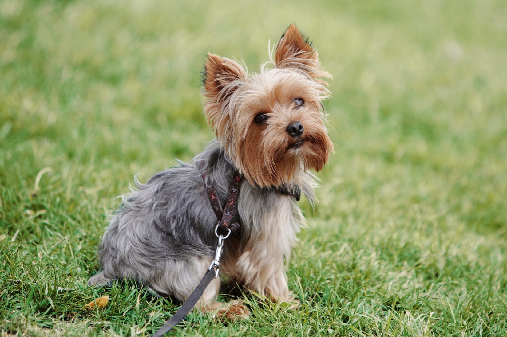 yorkshire terrier sitting on grass outside