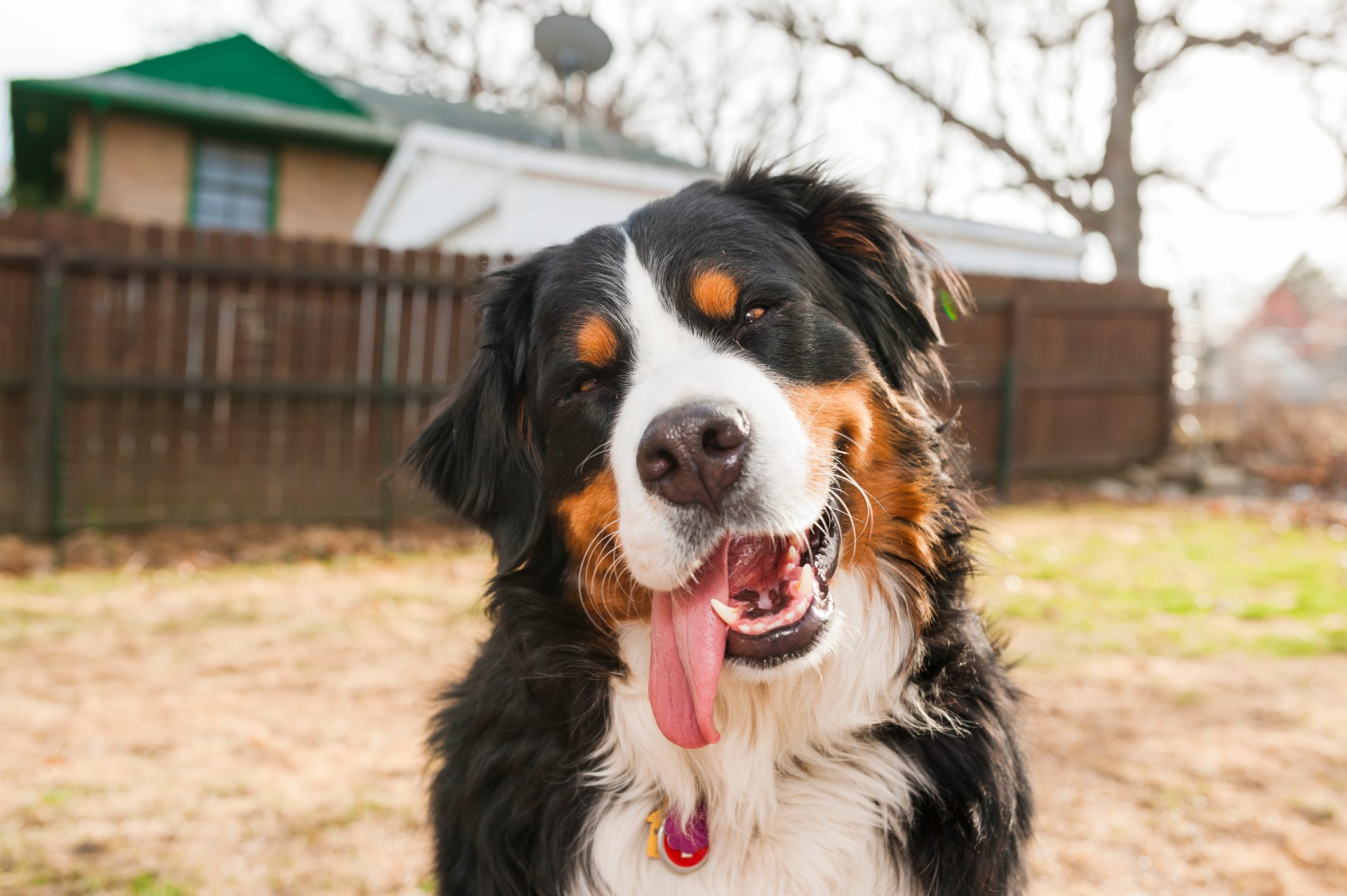 happy Bernese Mountain Dog