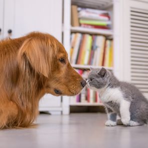 A dog and kitten touch noses affectionately in a cozy room with bookshelves and white cabinets in the background.