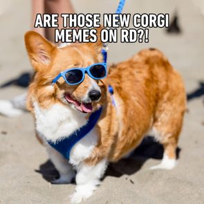Corgi wears blue sunglasses and harness, standing on sandy beach with text: 